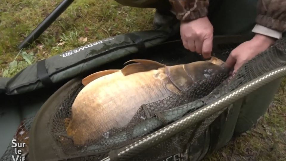 Sur le vif du 6 juin