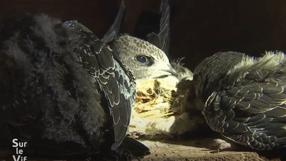 Sur le vif du 26 juin