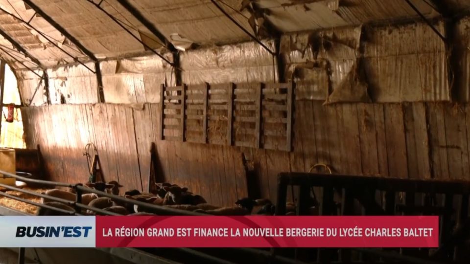 Busin'Est le reportage du 20 novembre