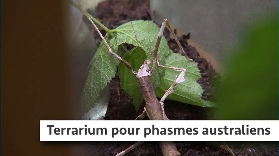 Atelier du jardin : terrarium pour phasmes australiens à ailes noires