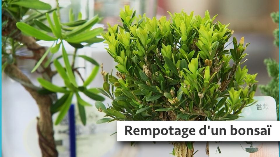 Atelier du jardin : Rempotage d'un bonsaï