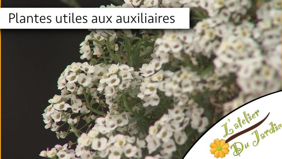 Atelier du jardin : Plantes utiles aux auxiliaires