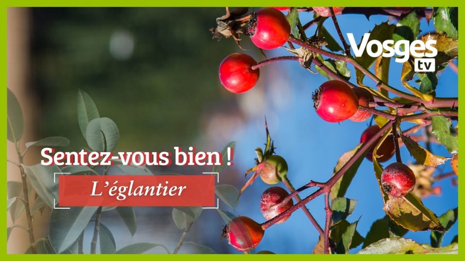 Sentez-vous bien : L'églantier