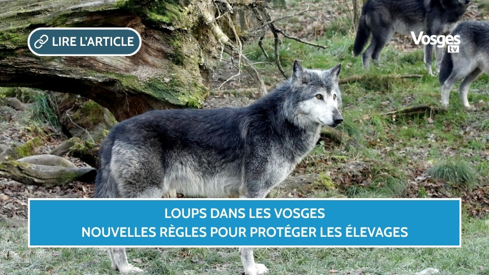 Loups dans les Vosges, nouvelles règles pour protéger les élevages