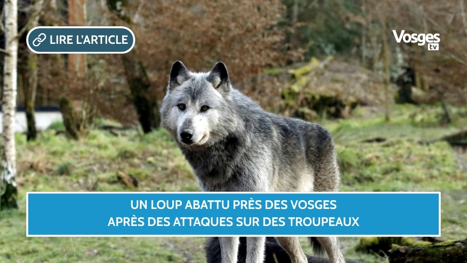 Un loup abattu près des Vosges après des attaques sur des troupeaux