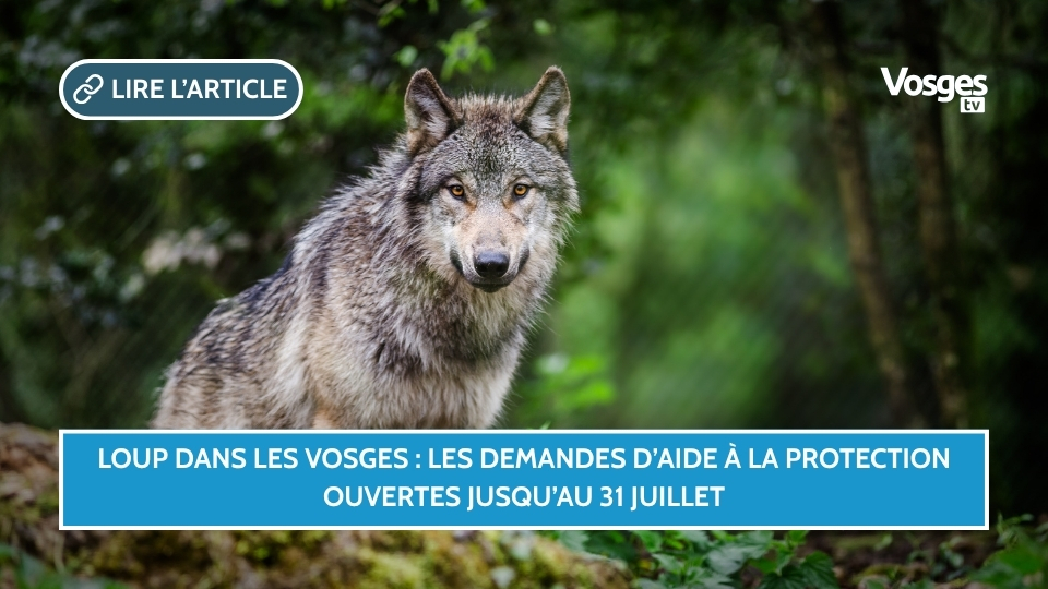 Loup dans les Vosges : les demandes d’aide à la protection ouvertes jusqu’au 31 juillet