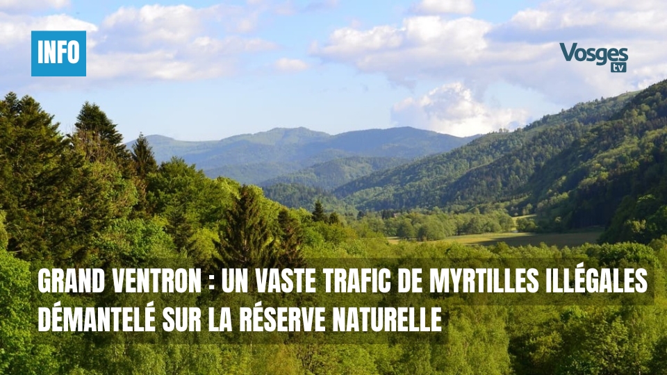 Grand Ventron : un vaste trafic de myrtilles illégales démantelé sur la réserve naturelle