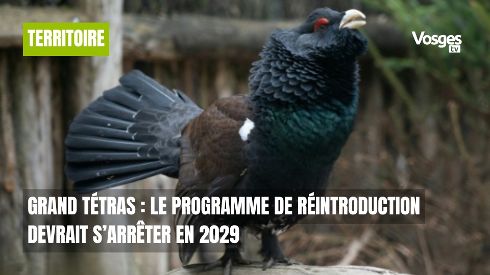 Grand tétras : le programme de réintroduction devrait s’arrêter en 2029